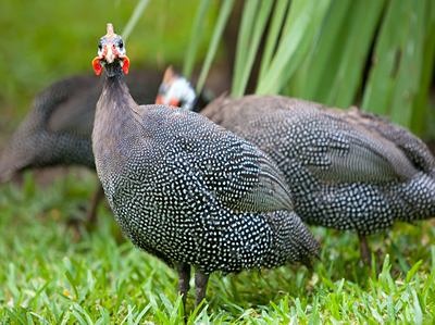 Guinea Fowl Prices Projected To Rise In Second Quarter – Classic Ghana