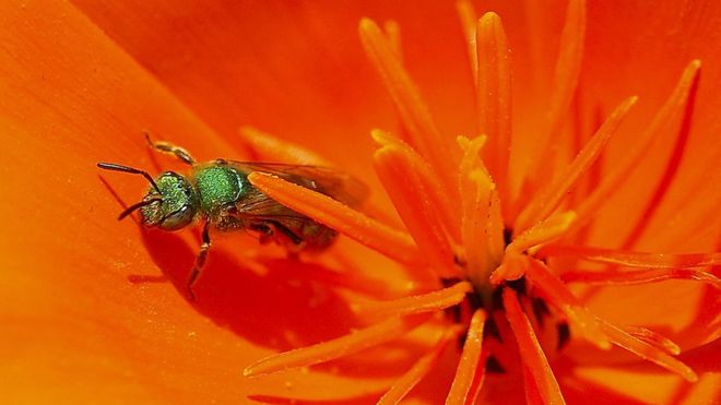 Taiwan Doctor Finds Four Sweat Bees Living Inside Woman’s Eye