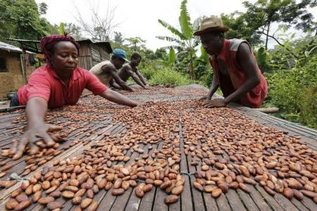 Côte d’Ivoire raises cocoa price above Ghana