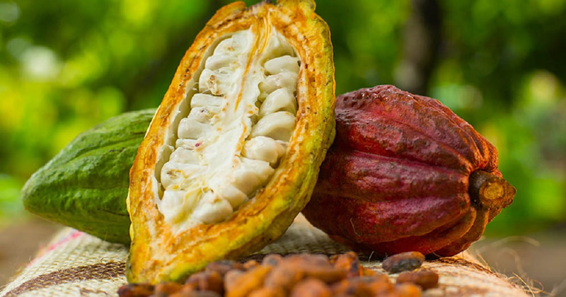 Ghana To Produce Fine Flavour Cocoa Soon With New Lab And Quality Training Centre