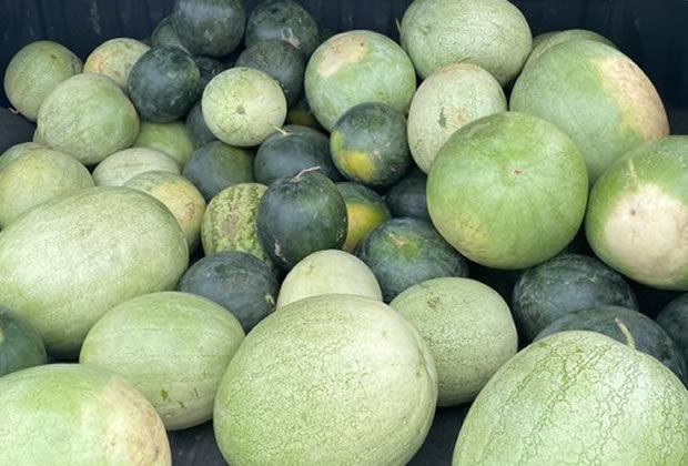 John Dumelo Display Fresh And Beautiful Watermelons From His Farm