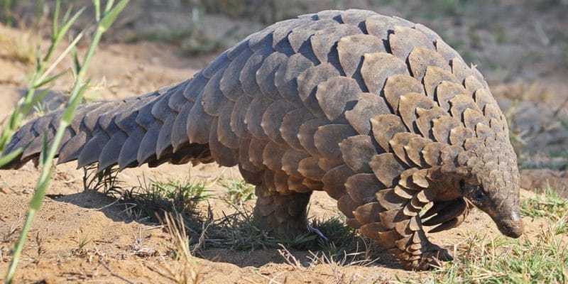 On World Pangolin Day – Stakeholders Call For Protection Of Endangered Species