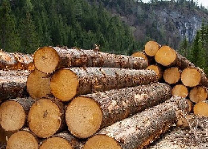 Collaboration to fight illegal logging in forest reserves underway