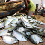 Anomabo-Oboadze to get $65,000 cassava processing factory and TVET Centre