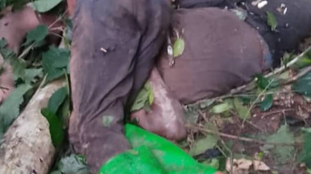 Falling tree kills two timber workers at Bekawopa