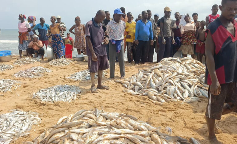 Woe fisherfolks experience bumper harvest of grey mullet