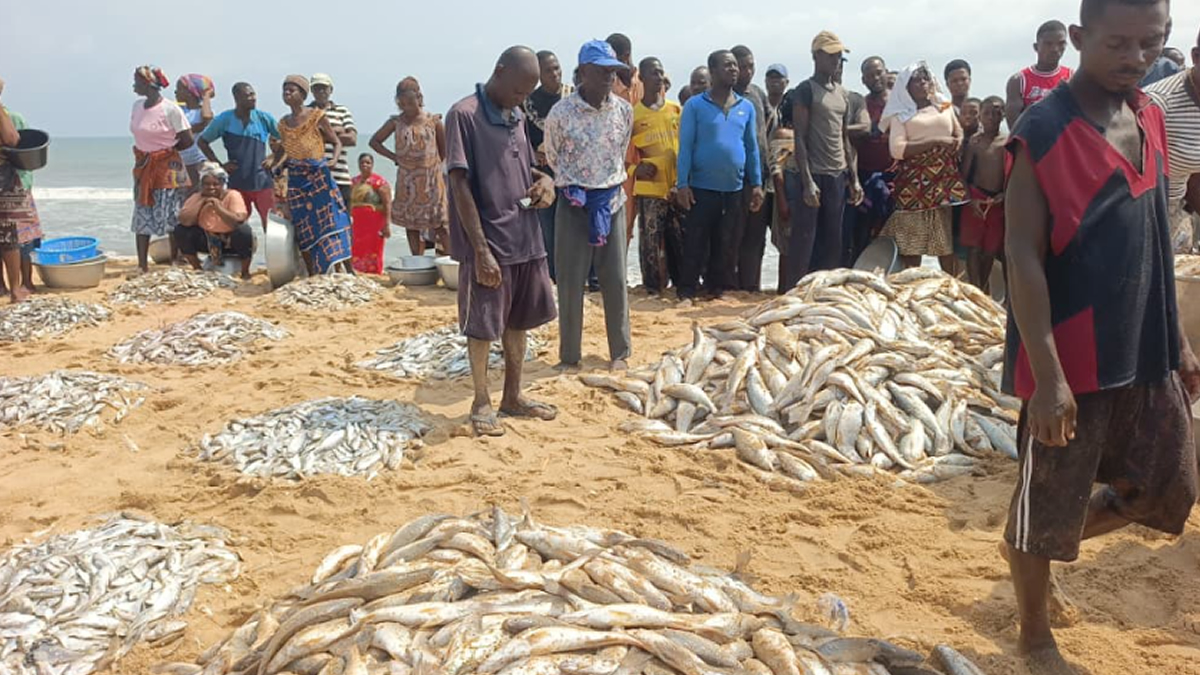 Woe fisherfolks experience bumper harvest of grey mullet
