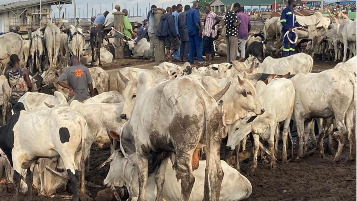 24-Hour Livestock Market launched to drive economic growth 