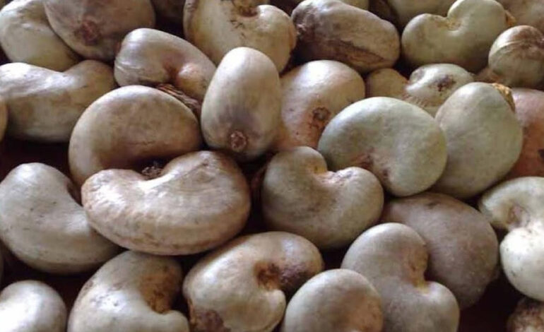 Ghana will no longer export raw cashew – President Mahama