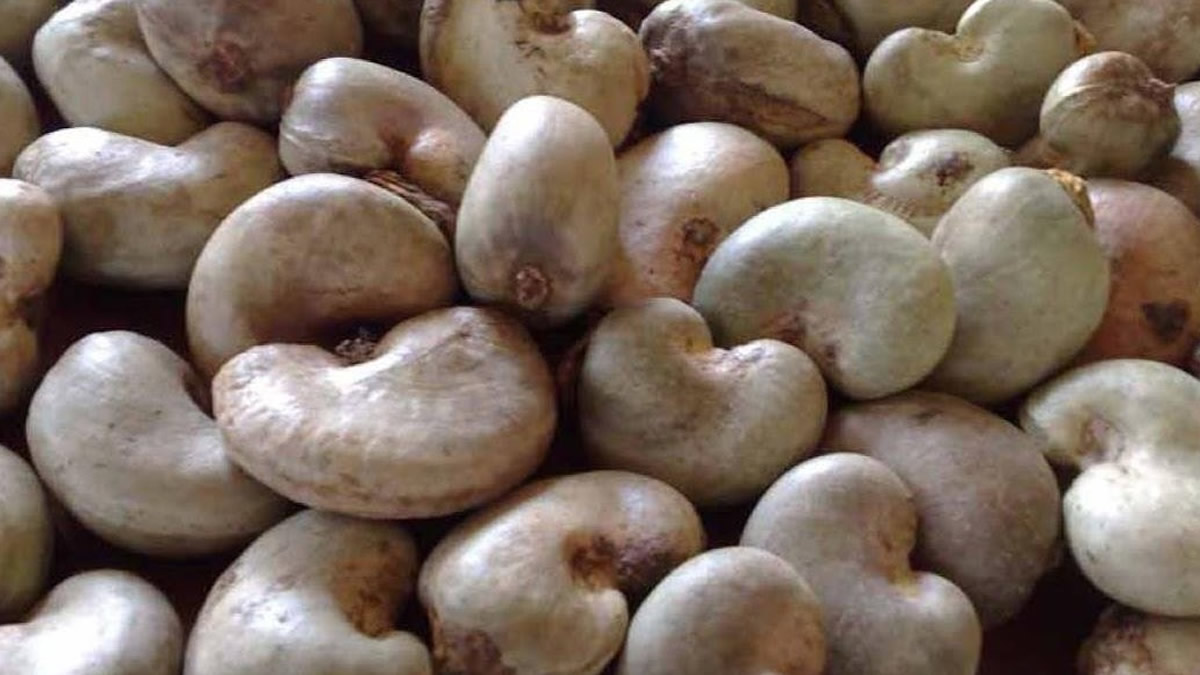 Ghana will no longer export raw cashew – President Mahama