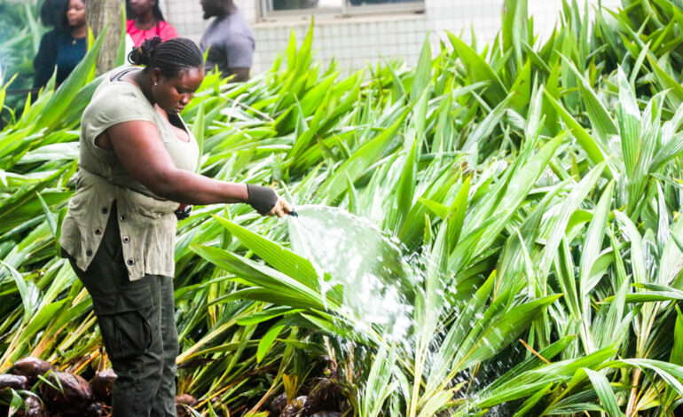 Ghana expands reforestation efforts with over 30 million seedlings