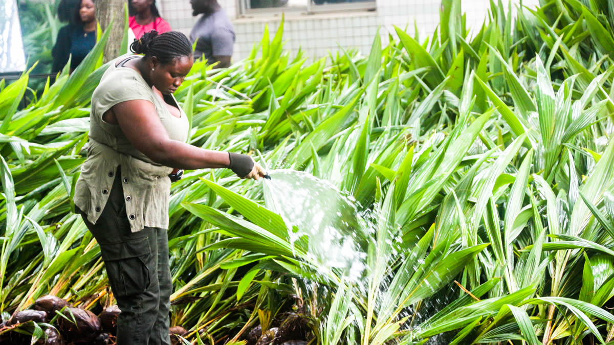 Ghana expands reforestation efforts with over 30 million seedlings