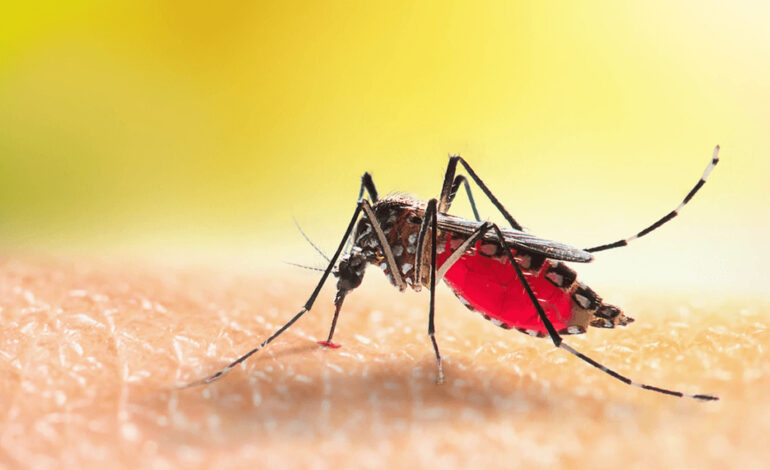 Malaria deaths drop sharply; infections remain high – GHS