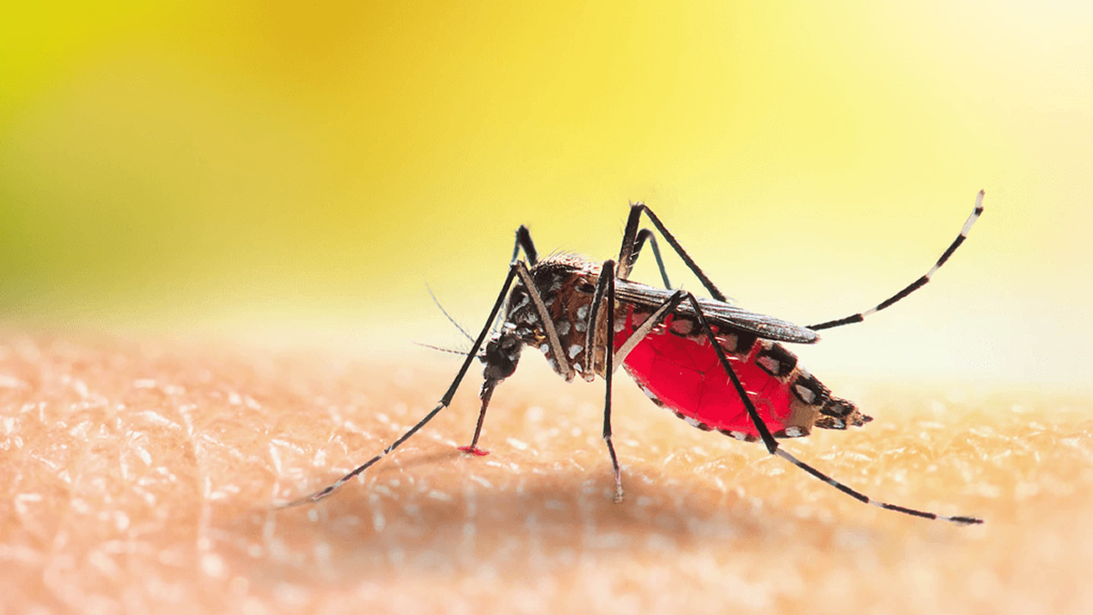 Malaria deaths drop sharply; infections remain high – GHS