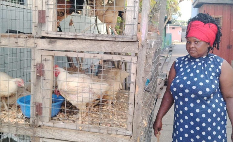 Beneficiaries of Nkoko Nketenkete programme share success stories