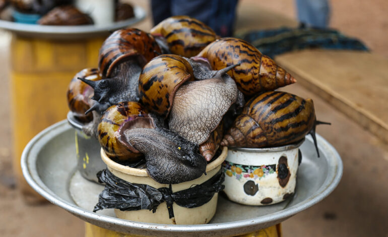 Here are 5 health benefits of snails