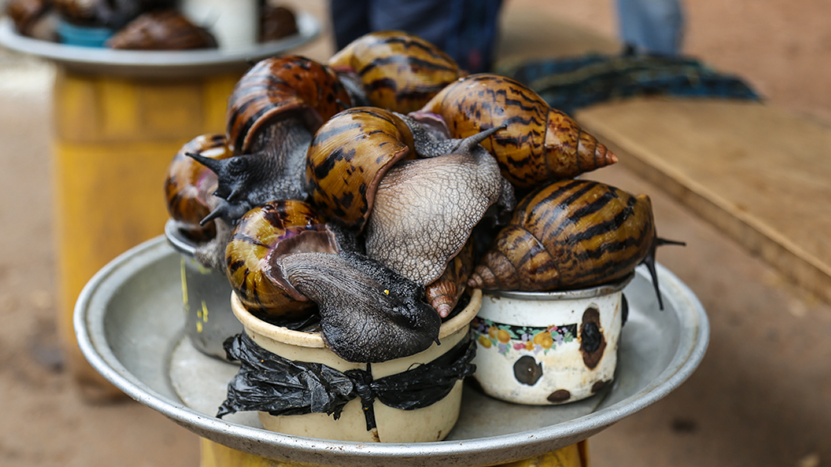 Here are 5 health benefits of snails
