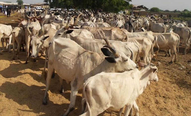 Kpone Katamanso MCE condemns cattle invasion of school after viral video