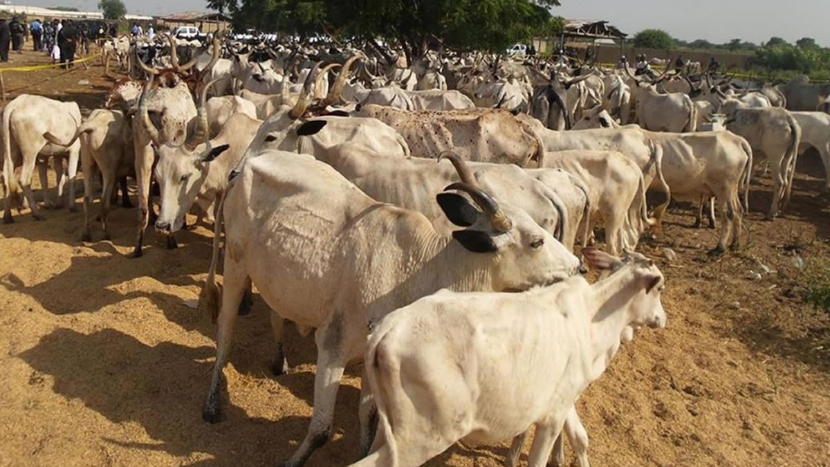 Kpone Katamanso MCE condemns cattle invasion of school after viral video