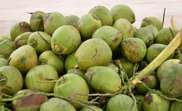 Jomoro will revive coconut business instead of engaging in galamsey – Paramount Chief 