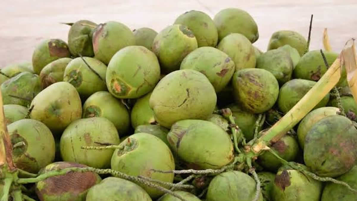 Jomoro will revive coconut business instead of engaging in galamsey – Paramount Chief 